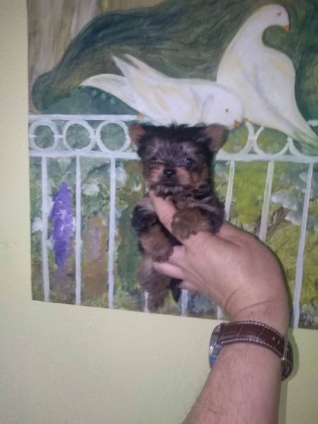 Yorkshire Terrier Sublime
