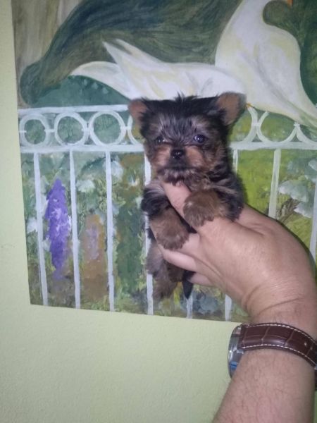 Yorkshire Terrier Sublime