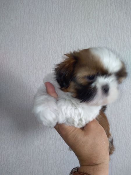 Shih Tzu Sublime