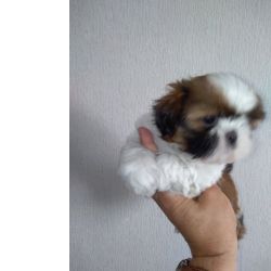 Shih-tzu Shih Tzu Sublime Porto PORTO