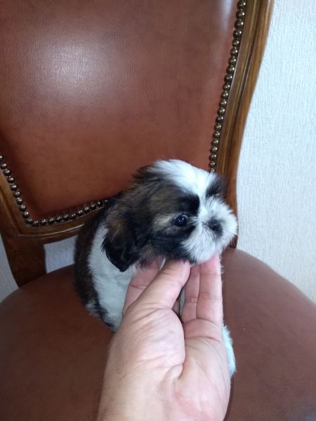 Shih Tzu Sublime