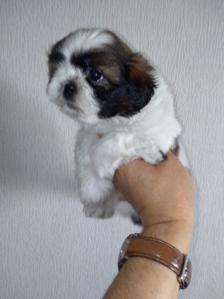 Shih Tzu Sublime