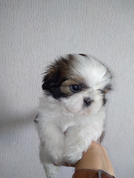 Shih Tzu Sublime