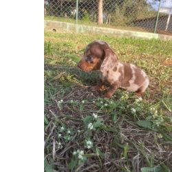 Dachshund SOMENTE AQUI O SEU TECKEL  CRIADO POR MDICA VETERINRIA So Paulo So Paulo