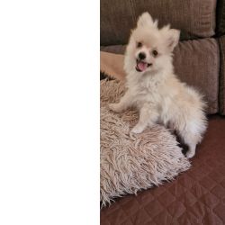 Spitz Alemo Luluzinho com LOP e Afixo Santarm Albergaria