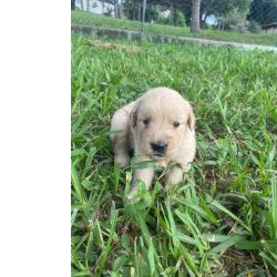 Golden Retriever AQUI VOCE ENCONTRA GOLDEN RETRIEVER CRIADOS E ENTREGUES POR MDICA VETERINRIA So Paulo So Paulo