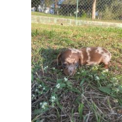Dachshund DEIXE NOSSOS TECKELS FAZEREM PARTE DA SUA FAMLIA CES CRIADOS POR MDICA VETERINRIA So Paulo So Paulo
