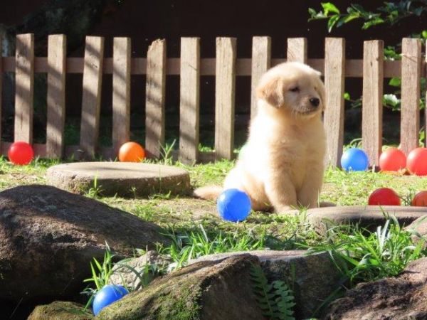 Golden Retriever Filhote Fmea Tajj Mahall Lindssima Microchip Curitiba Vacinada Nascida em Abril