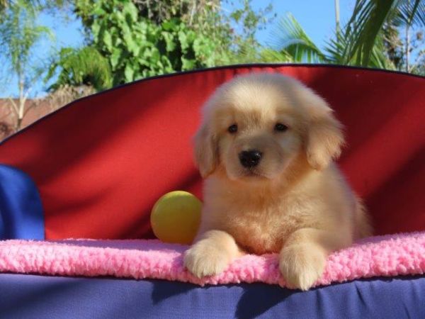 Golden Retriever Filhote Fmea Tajj Mahall Lindssima Microchip Curitiba Vacinada Nascida em Abril