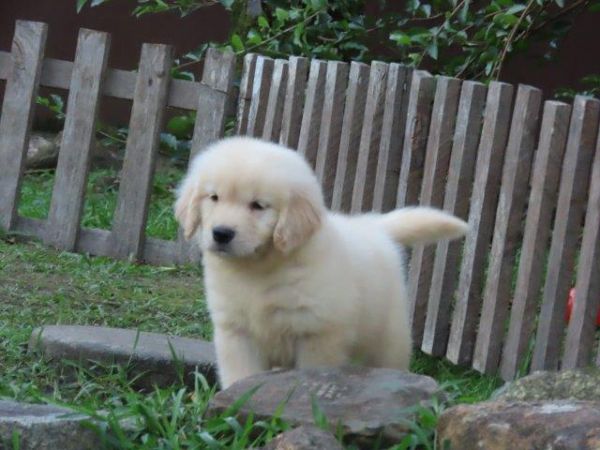 Golden Retriever Tajj Mahall Lindo filhote Macho Microchipado Curitiba Vacina importada Top