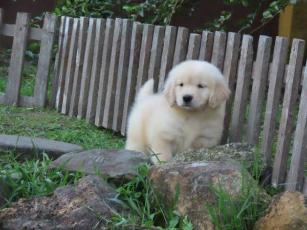 Golden Retriever Tajj Mahall Lindo filhote Macho Microchipado Curitiba Vacina importada Top