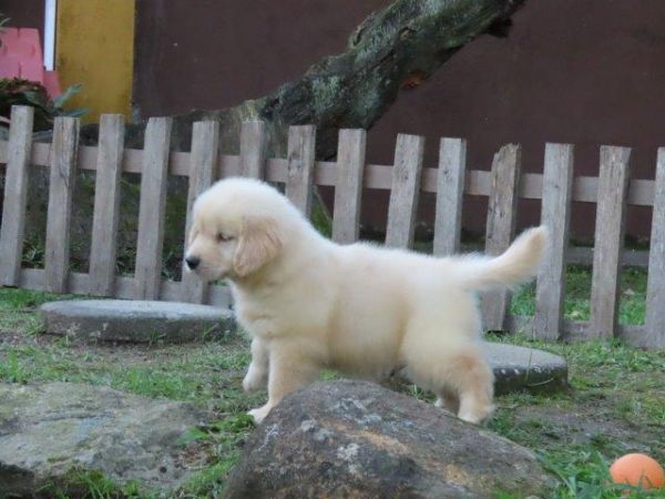 Golden Retriever Tajj Mahall Lindo filhote Macho Microchipado Curitiba Vacina importada Top