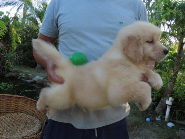 Golden Retriever Tajj Mahall Lindo filhote Macho Microchipado Curitiba Vacina importada Top