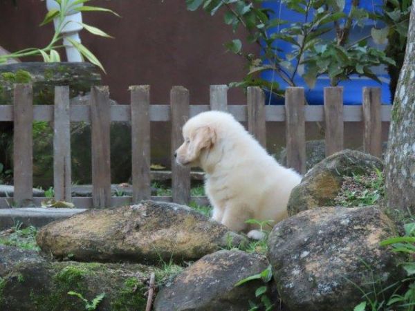 Golden Retriever Tajj Mahall Lindo filhote Macho Microchipado Curitiba Vacina importada Top