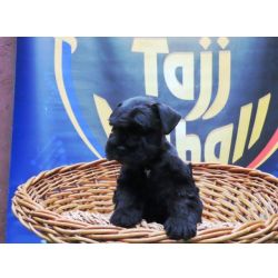 Schnauzer Miniatura (ano) Schnauzer Miniatura Tajj Mahall MARAVILHOSO machinho PRETO microchipado Curitiba Paran CURITIBA
