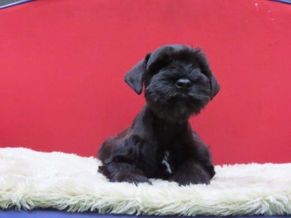 Schnauzer Miniatura Tajj Mahall MARAVILHOSO machinho PRETO microchipado Curitiba