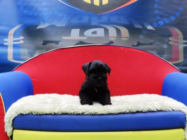 Schnauzer Miniatura Tajj Mahall MARAVILHOSO machinho PRETO microchipado Curitiba