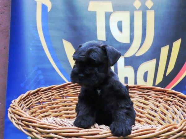 Schnauzer Miniatura Tajj Mahall MARAVILHOSO machinho PRETO microchipado Curitiba
