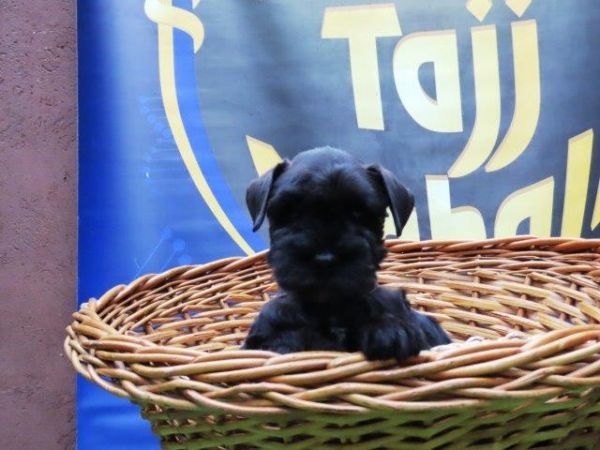 Schnauzer Miniatura Tajj Mahall MARAVILHOSO machinho PRETO microchipado Curitiba