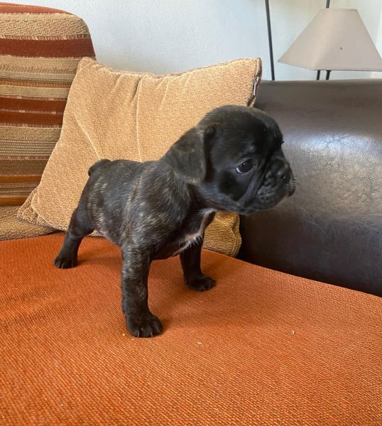 Bulldog francês Bulldog francês