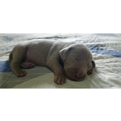 Weimaraner DEIXE NOSSOS WEIMARANERS FAZEREM PARTE DA SUA FAMLIA CES LINDOS So Paulo So Paulo