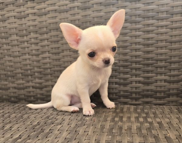 Chihuahua Plo Curto