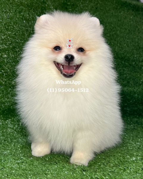 Lulu da Pomerania spitz alemo