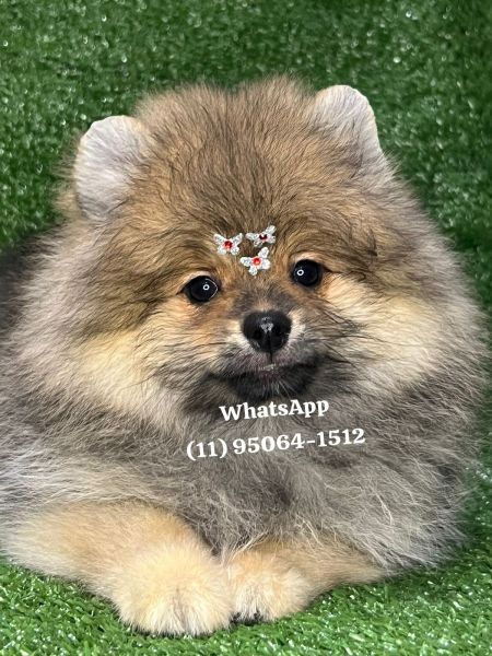 Lulu da Pomerania spitz alemo
