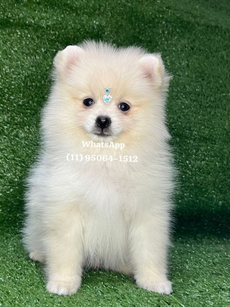 Lulu da Pomerania spitz alemo