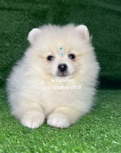 Lulu da Pomerania spitz alemo