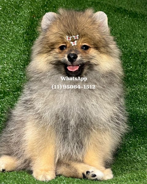 Lulu da Pomerania spitz alemo