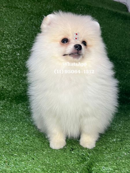 Lulu da Pomerania spitz alemo