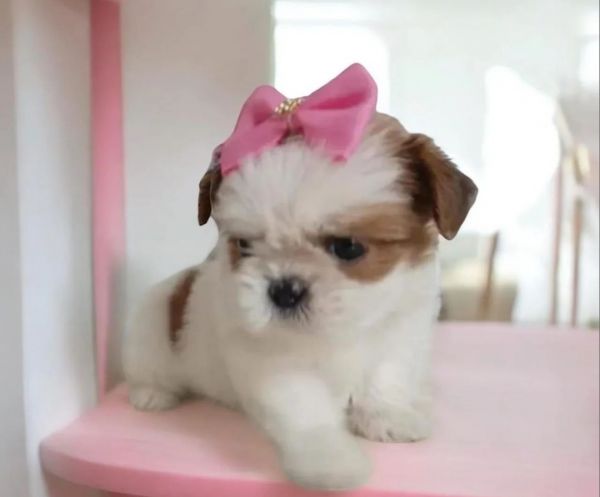 Filhotes miniaturas de shih tzu