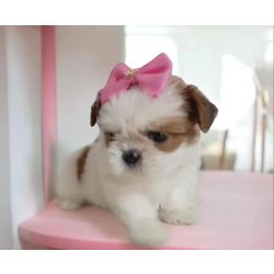 Shih-tzu Filhotes miniaturas de shih tzu