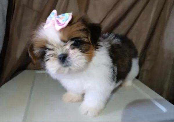 Filhotes mini shih tzu Filhotes mini shih tzu