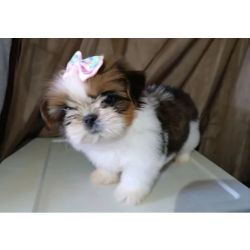 Shih-tzu Filhotes mini shih tzu