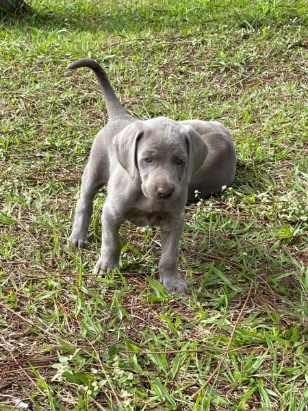 Filhotes de weimaraner
