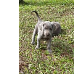 Weimaraner Filhotes de weimaraner So Paulo So Paulo