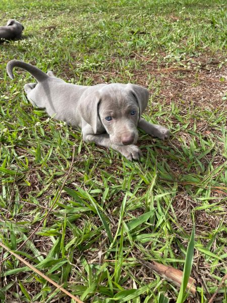 Filhotes de weimaraner