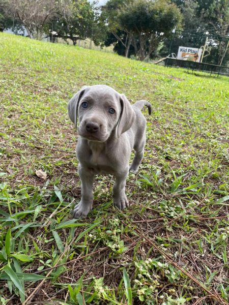 Filhotes de weimaraner
