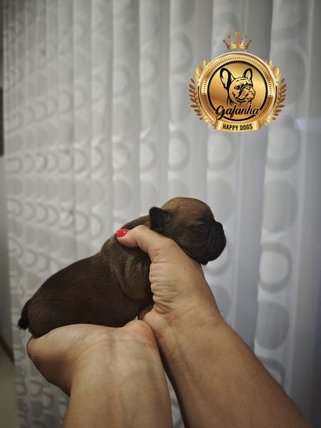 Bulldog Francs com LOP e Afixo