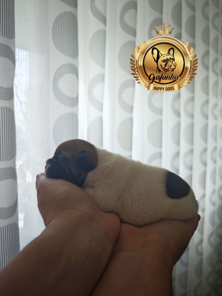 Bulldog Francs com LOP e Afixo