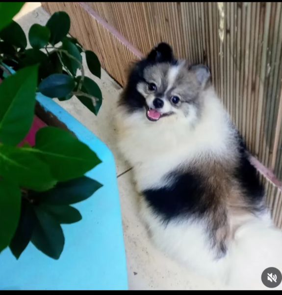 Lulu da Pomerânia Spitz Alemão macho particolor Lulu da Pomerânia Spitz Alemão macho particolor