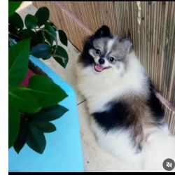 Spitz Alemo Lulu da Pomernia Spitz Alemo macho particolor