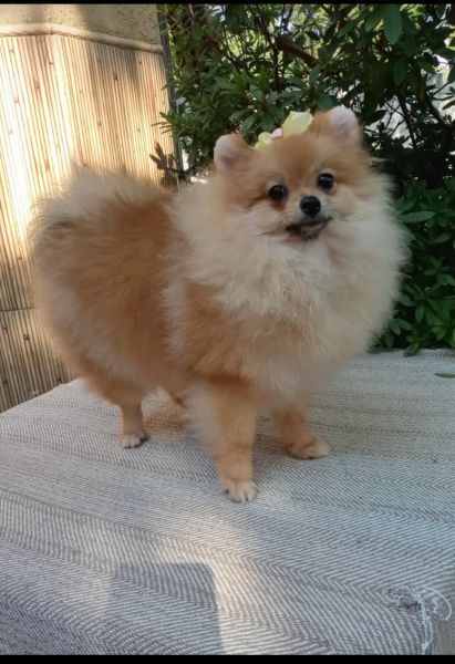 Lulu da Pomerânia Spitz Alemão fêmea laranja Lulu da Pomerânia Spitz Alemão fêmea laranja