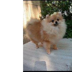 Spitz Alemo Lulu da Pomernia Spitz Alemo fmea laranja