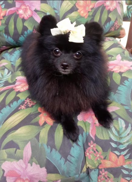 Lulu da Pomernia Spitz Alemo ano fmea pretinha minuculas
