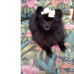 Spitz Alemo Lulu da Pomernia Spitz Alemo ano fmea pretinha minuculas