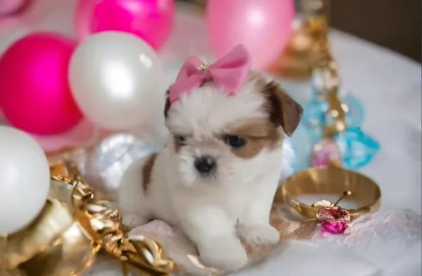 Filhotes mini shih tzu tricolores alto nvel em promoo