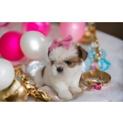 Shih-tzu Filhotes mini shih tzu tricolores alto nvel em promoo